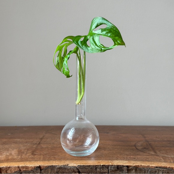 Vintage Clear Glass Propagation Vase Plant Bud Vase - Picture 8 of 9